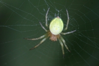 Une araniella  (Araneae - Araneidae - Araniella sp.)